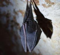 University closes building due to bats' nuisance