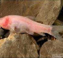 Unknown freshwater fish emerges from depth