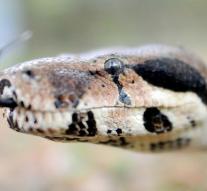 Unleashed boa constrictor found