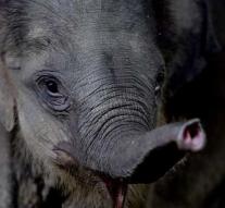 US opens door for elephant hunter