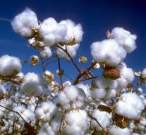 Uzbeks give them cotton