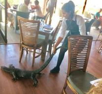 Waitress drags large reptile terrace