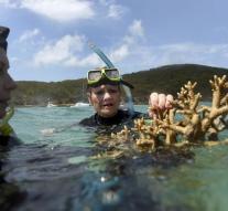 Warm sea water 'boils' Great Barrier Reef broken