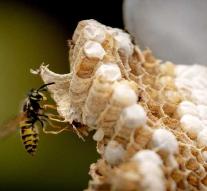 Wasp causes kilometers of traffic jam