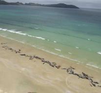 Weather whales washed up coast New Zealand