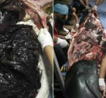 Whale dies: 80 plastic bags in the belly