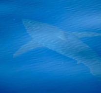 White shark spotted at Mallorca