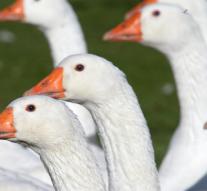 Whole town in an uproar for dead goose