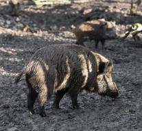 Wild boar is Berlin hikers
