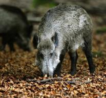 Wild boar log in German cities