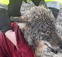 Wolf is rescued from a wolf who is rescued from freezing death: 'Still done in a cage'