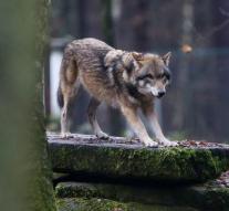 Wolf thrives in Germany