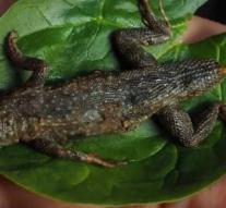 Woman finds large lizard in her salad: 'I had to surrender'