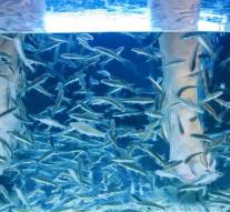 Woman has to amputate toes after visit to Fish spa