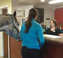 Woman test pet friendly hotel: brings horse in