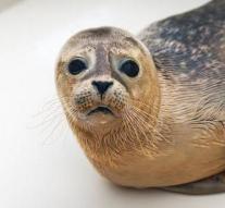 WWF saves endangered freshwater seal
