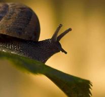 You can simply eat garden snails