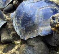 Young giant tortoises stolen on Galapagos