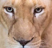 Young woman (22) killed by lion in wildlife park South Africa
