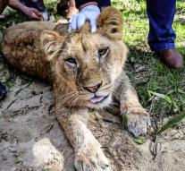 Zoo cuts claws of lioness 'for the pleasure of children'