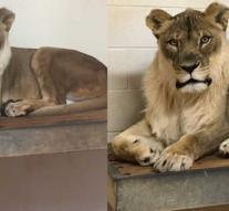 Zoo researches 'very rare' lioness mane