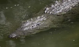 10-Year-Old Boy Attacked by Crocodile in Borneo