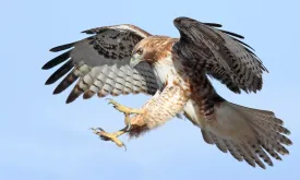 Aggressive Hawk Attacks Tall Men in Flamstead Village, London