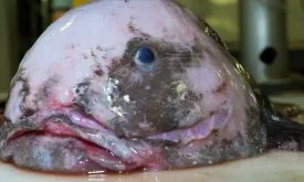 Blobfish Named 'Fish of the Year' in New Zealand