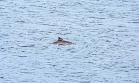Bruinvis Tragedy in Waddenzee Zendering Operation