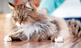 Cat Rescued After Being Buried Alive Under House in Oosterhout