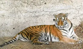 Controversial Stunt in Chinese Zoo: Dogs Painted Orange and Black to Resemble Tigers