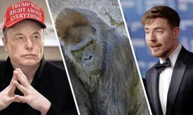 Debate Over Whether 100 Men Can Defeat a Gorilla Sparks Online Controversy