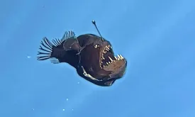 Deep-Sea Creature Dies After Rare Appearance Near Water Surface