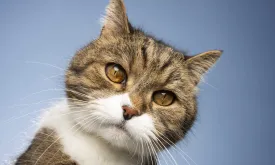 Dream Job Alert: Personal Assistant Wanted for Office Cat in London