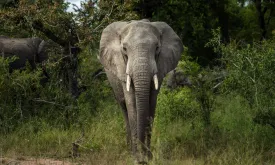 Elephant Kills Tourist in Kruger Park, South Africa