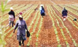 Fertilizer Production Decline Due to War Raises Food Crisis Risk in Asia and Africa