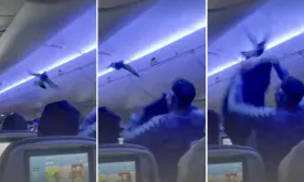 Flight Delayed by Pigeons on Board: Chaos Unfolds as Birds Cause Return to Gate