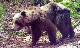 French Hunter (81) Who Shot Bear in the Pyrenees Escapes Prison Sentence