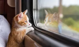 French Trains Allowed 20-Minute Delay for Lost Pets After Cat Incident