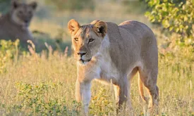 German Entrepreneur Advocating for Lions Killed by Lioness in Namibia