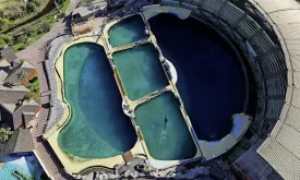 Heartbreaking: Orca and Dolphins Stranded in Closed French Dolphinarium