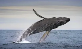 Iceland's Only Whaler Halts Operations Due to Unprofitability