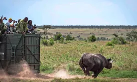 Kenya Launches Massive Operation to Move Dozens of Rhinos to National Park
