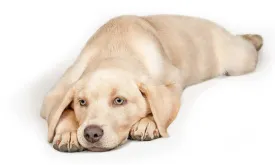 Labrador named the naughtiest breed by dog owners