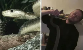 Man Injected with Snake Venom for 20 Years, Blood Valuable for Science