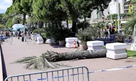 Man Seriously Injured by Falling Palm Tree at Cannes Film Festival