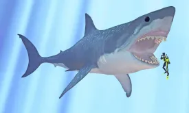 Megalodon: Ancient Giant Shark Facts Revealed