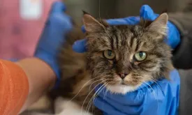 Miracle Cat Survives 115-Meter Fall and Gets Adopted by Rescuer