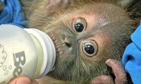Orangutans Rescued in Thailand After Illegal Trade, Cared for with Baby Bottles