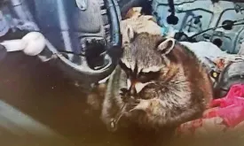 Police Discover Raccoon with Crack Pipe after Woman's Arrest in Ohio
